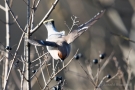 Fliegender Seidenschwanz (Bombycilla garrulus)