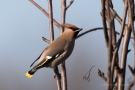 Seidenschwanz (Bombycilla garrulus)