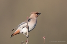 Seidenschwanz (Bombycilla garrulus)