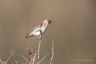 Seidenschwanz (Bombycilla garrulus)