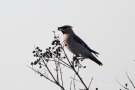 Seidenschwanz (Bombycilla garrulus) mit Beere