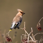 Seidenschwanz (Bombycilla garrulus)
