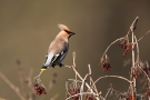 Seidenschwanz (Bombycilla garrulus)