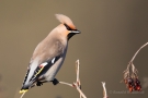 Seidenschwanz (Bombycilla garrulus)
