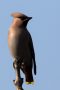 Seidenschwanz (Bombycilla garrulus)
