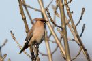 Seidenschwanz (Bombycilla garrulus)