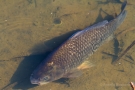 Karpfen (Cyprinus carpio) in der Fußacher Bucht