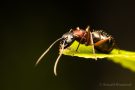 Braunschwarze Rossameise (Camponotus ligniperda)