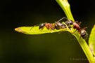 Braunschwarze Rossameise (Camponotus ligniperda)