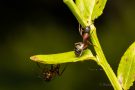 Braunschwarze Rossameise (Camponotus ligniperda)
