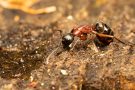 Braunschwarze Rossameise (Camponotus ligniperda)