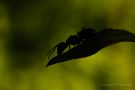 Braunschwarze Rossameise (Camponotus ligniperda)