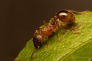 Rote Gartenameise (Myrmica rubra)