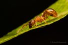 Rote Gartenameise (Myrmica rubra)