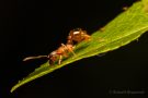 Rote Gartenameise (Myrmica rubra)