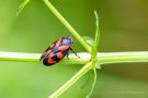 Gemeine Blutzikade (Cercopis sanguinolenta)