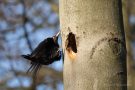 Schwarzspecht (Dryocopus martius)