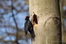 Schwarzspechtmännchen (Dryocopus martius)