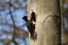 Schwarzspecht (Dryocopus martius)