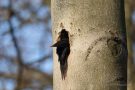 Schwarzspecht (Dryocopus martius)