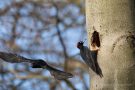 Schwarzspecht (Dryocopus martius)