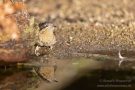 Wendehals (Jynx torquilla)