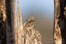 Wendehals (Jynx torquilla)