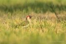 Grünspecht-Männchen (Picus viridis)