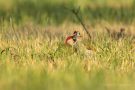 Grünspecht-Männchen mit Jungvogel