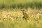 Junger Grünspecht (Picus viridis)