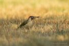 Grünspecht-Männchen (Picus viridis)