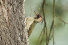 Grünspecht-Männchen (Picus viridis)