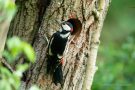 Buntspecht am Nest