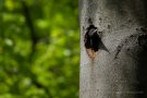 Junges Schwarzspecht-Weibchen schaut aus Bruthöhle