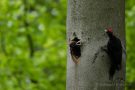 Fütterung des jungen Schwarzspecht-Männchens