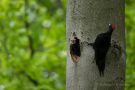 Fütterung des jungen Schwarzspecht-Männchens