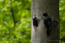 Fütterung des jungen Schwarzspecht-Weibchens