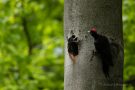 Fütterung des jungen Schwarzspecht-Weibchens