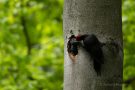 Fütterung des jungen Schwarzspecht-Weibchens