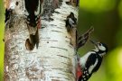 Buntspecht-Eltern mit Nestling