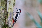 Buntspecht (Dendrocopos major, Syn.: Picoides major)