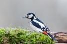 Buntspecht (Dendrocopos major, Syn.: Picoides major)