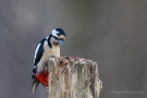 Buntspecht (Dendrocopos major, Syn.: Picoides major)