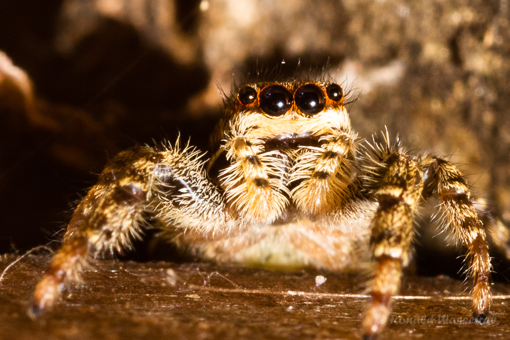 Rinden-Springspinne (Marpissa muscosa)