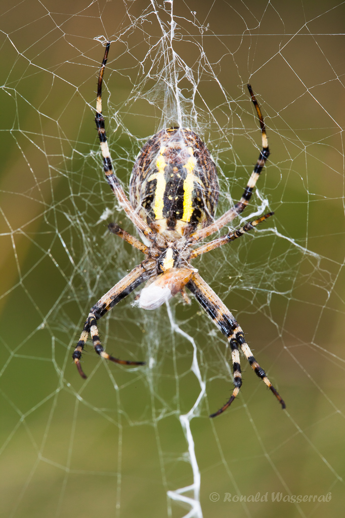 Wespenspinne (Argiope bruennichi)