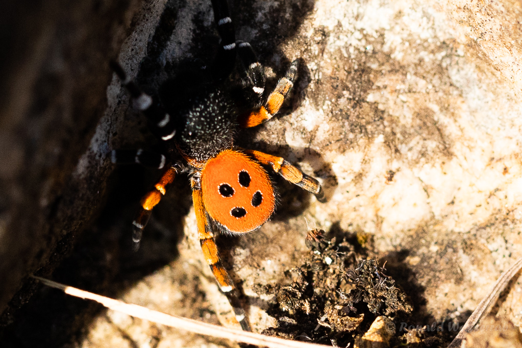 Rote Röhrenspinne (Eresus kollari)