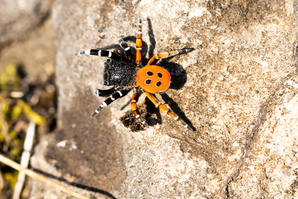 Rote Röhrenspinne (Eresus kollari)