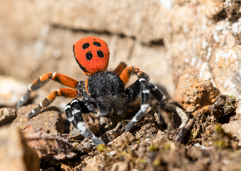 Rote Röhrenspinne (Eresus kollari)