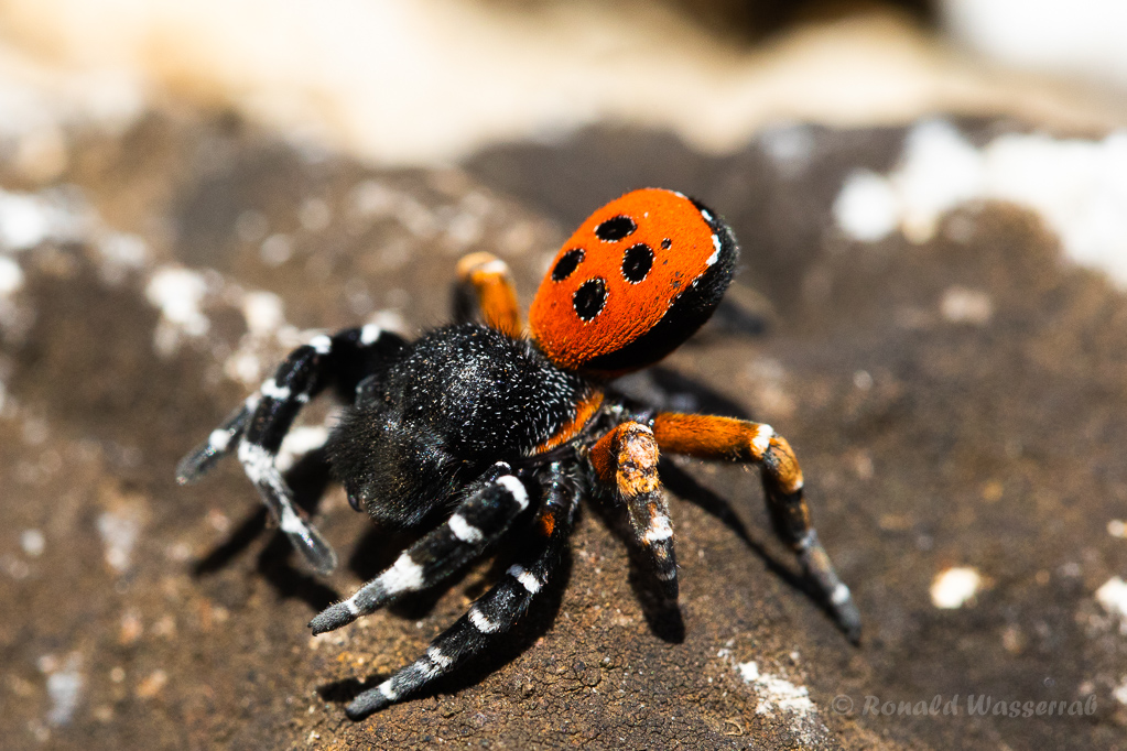Rote Röhrenspinne (Eresus kollari)