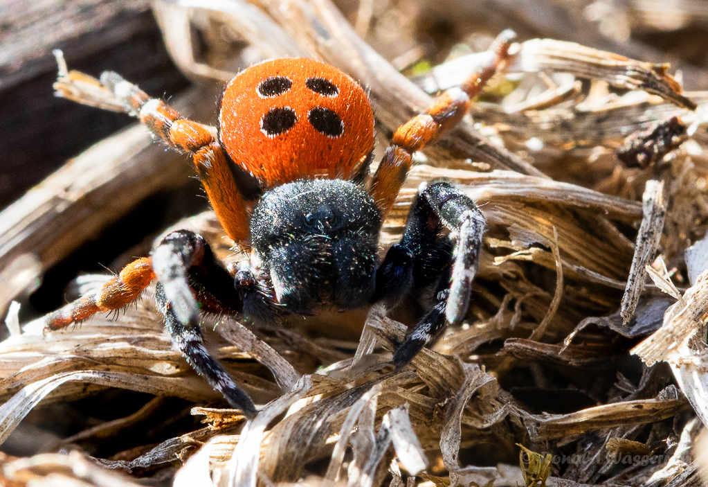 Rote Röhrenspinne (Eresus kollari)